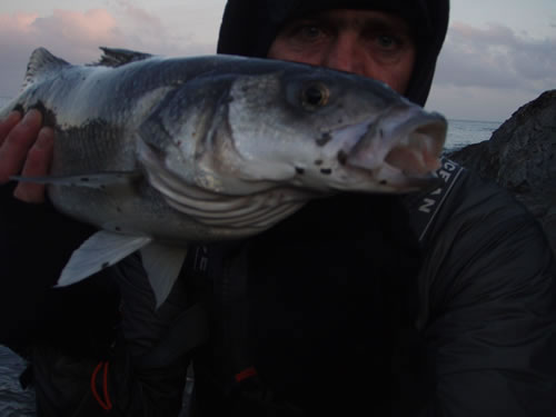 5lb 2 on squid